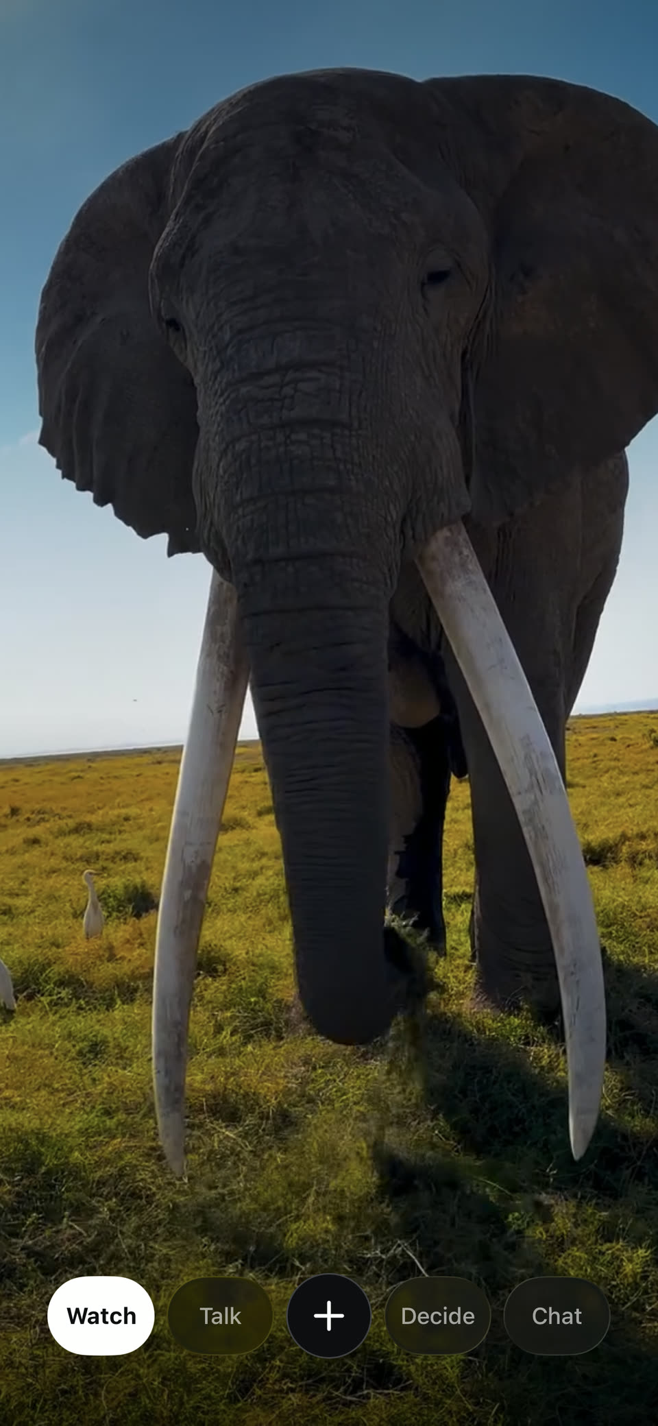 Kansensus Watch screen showing an elephant video